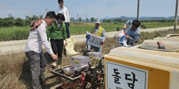 Cheongja No. 5’ Black Soybean: A High-Profit Crop Revolutionizing Paddy Field Diversification