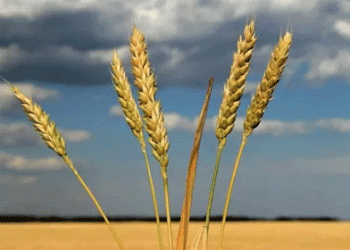North Korea’s Wheat and Barley Harvest Begins: Can Increased Production Meet Food Demand?