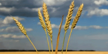 North Korea’s Wheat and Barley Harvest Begins: Can Increased Production Meet Food Demand?