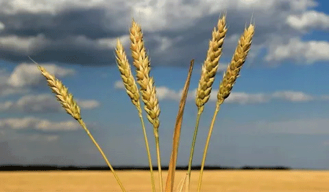 North Korea’s Wheat and Barley Harvest Begins: Can Increased Production Meet Food Demand?