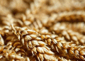 Boosting Winter Wheat Resilience: Kazan Scientists Develop Breakthrough Biostimulant Therapy
