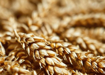 Boosting Winter Wheat Resilience: Kazan Scientists Develop Breakthrough Biostimulant Therapy
