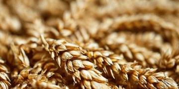 Boosting Winter Wheat Resilience: Kazan Scientists Develop Breakthrough Biostimulant Therapy