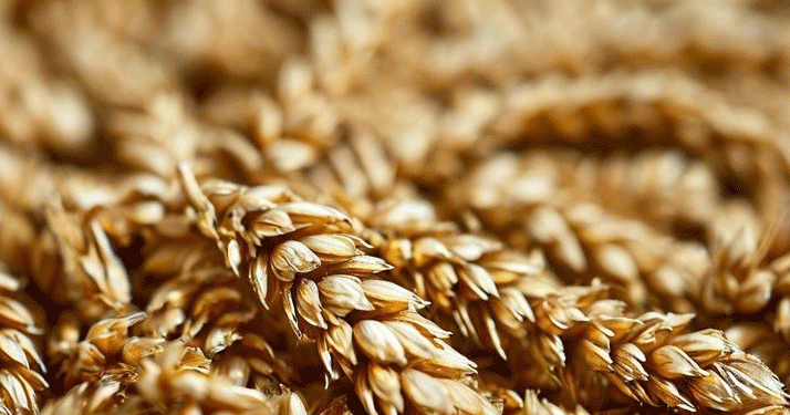 Boosting Winter Wheat Resilience: Kazan Scientists Develop Breakthrough Biostimulant Therapy