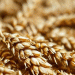 Boosting Winter Wheat Resilience: Kazan Scientists Develop Breakthrough Biostimulant Therapy