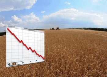 Wheat Farming in Crisis: Voronezh Farmers Face 244% Profit Drop as Export Duties Bite