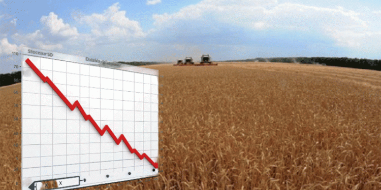 Wheat Farming in Crisis: Voronezh Farmers Face 244% Profit Drop as Export Duties Bite