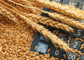 Russia Slashes Wheat Export Duty: What It Means for Global Grain Markets