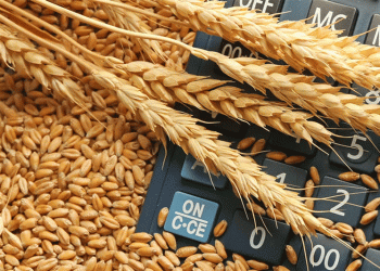 Russia Slashes Wheat Export Duty: What It Means for Global Grain Markets