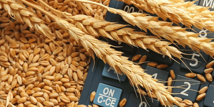 Russia Slashes Wheat Export Duty: What It Means for Global Grain Markets