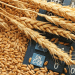 Russia Slashes Wheat Export Duty: What It Means for Global Grain Markets