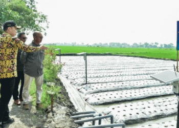 Healthy Rice Productivity Soars to 10 Tons per Hectare in Lamongan: A Model for Sustainable Farming Success