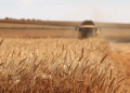 Russia Shatters Grain Export Records: How Farmers and Markets Are Responding