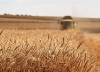 Russia Shatters Grain Export Records: How Farmers and Markets Are Responding