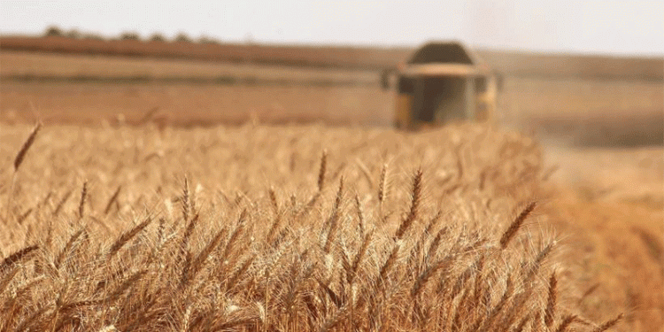 Russia Shatters Grain Export Records: How Farmers and Markets Are Responding
