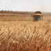 Russia Shatters Grain Export Records: How Farmers and Markets Are Responding