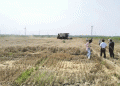 Breakthrough in Saline-Alkali Soil Wheat Production: Jiangsu Achieves Record 467 kg per Mu