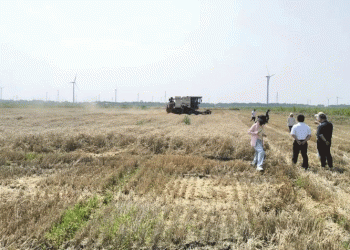 Breakthrough in Saline-Alkali Soil Wheat Production: Jiangsu Achieves Record 467 kg per Mu