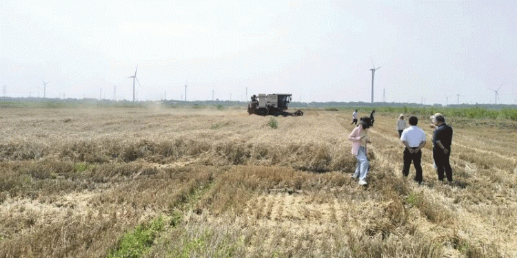 Breakthrough in Saline-Alkali Soil Wheat Production: Jiangsu Achieves Record 467 kg per Mu