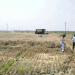 Breakthrough in Saline-Alkali Soil Wheat Production: Jiangsu Achieves Record 467 kg per Mu