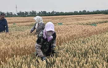 Breakthrough in Wheat Breeding: Drought-Resistant, High-Yielding ‘Ningdong 24’ Sets New Standard for Sustainable Farming