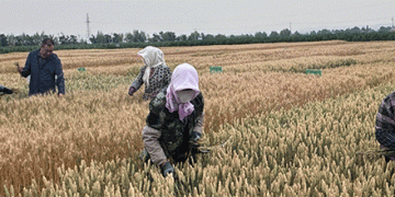 Breakthrough in Wheat Breeding: Drought-Resistant, High-Yielding ‘Ningdong 24’ Sets New Standard for Sustainable Farming