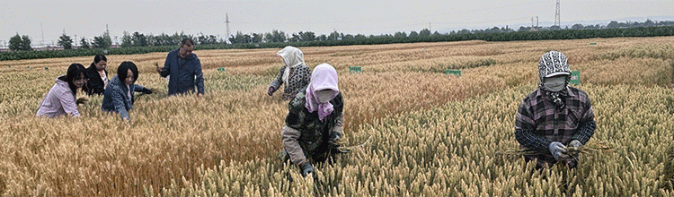 Breakthrough in Wheat Breeding: Drought-Resistant, High-Yielding ‘Ningdong 24’ Sets New Standard for Sustainable Farming