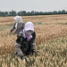 Breakthrough in Wheat Breeding: Drought-Resistant, High-Yielding ‘Ningdong 24’ Sets New Standard for Sustainable Farming