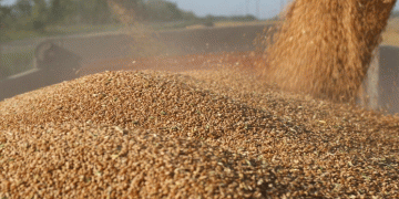 Russia’s Grain Harvest Set to Reach 138 Million Tons: Recovery After Drought and Global Market Outlook
