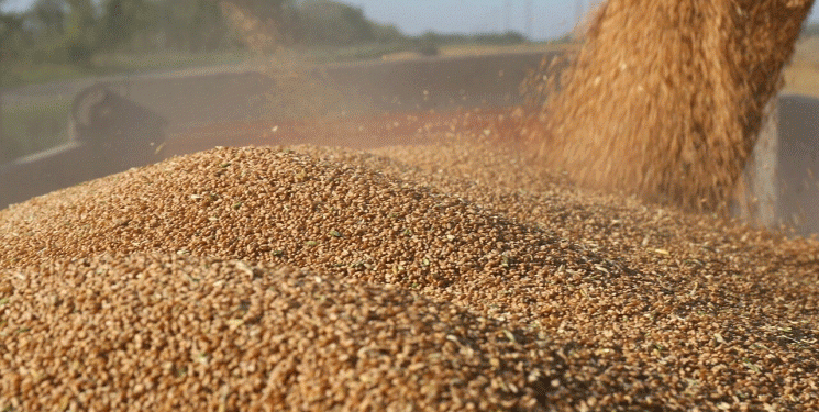 Russia’s Grain Harvest Set to Reach 138 Million Tons: Recovery After Drought and Global Market Outlook