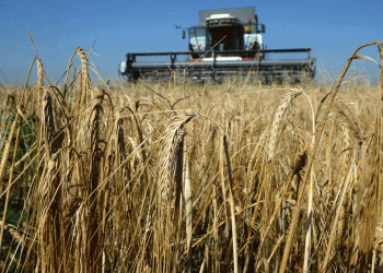 Early Barley Harvest in Crimea: Climate Challenges and Promising Wheat Yields