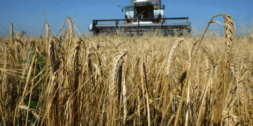 Early Barley Harvest in Crimea: Climate Challenges and Promising Wheat Yields