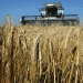 Early Barley Harvest in Crimea: Climate Challenges and Promising Wheat Yields