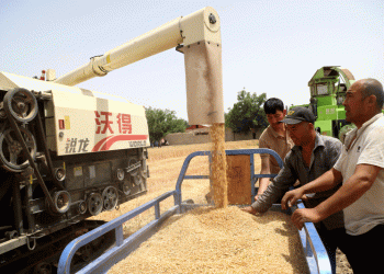 74.3 Million Mu of Winter Wheat Harvest Begins in Shache County: How High-Yield Varieties and Mechanization Boost Farm Productivity