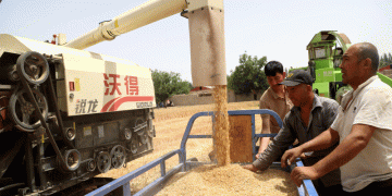 74.3 Million Mu of Winter Wheat Harvest Begins in Shache County: How High-Yield Varieties and Mechanization Boost Farm Productivity