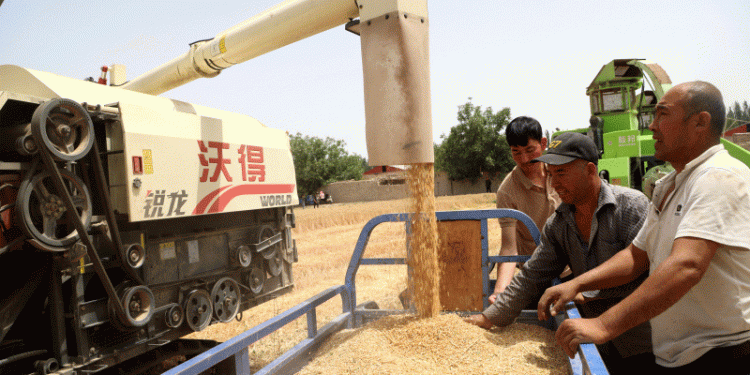 74.3 Million Mu of Winter Wheat Harvest Begins in Shache County: How High-Yield Varieties and Mechanization Boost Farm Productivity