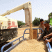 74.3 Million Mu of Winter Wheat Harvest Begins in Shache County: How High-Yield Varieties and Mechanization Boost Farm Productivity