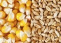 Russia Slashes Wheat Export Duty: Opportunities and Implications for Global Agriculture