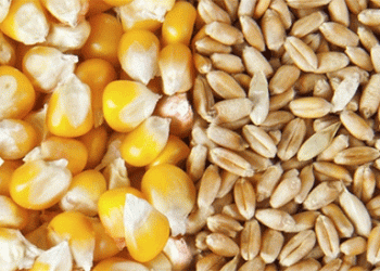 Russia Slashes Wheat Export Duty: Opportunities and Implications for Global Agriculture