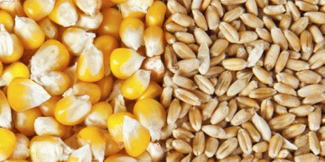 Russia Slashes Wheat Export Duty: Opportunities and Implications for Global Agriculture