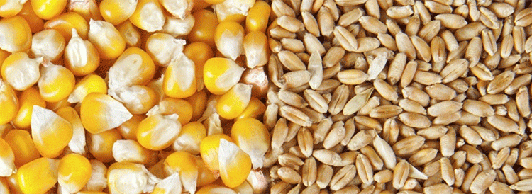 Russia Slashes Wheat Export Duty: Opportunities and Implications for Global Agriculture