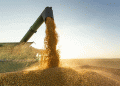 Russia Dominates Africa’s Wheat Market: Trends, Challenges, and Future Opportunities