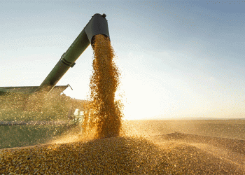 Russia Dominates Africa’s Wheat Market: Trends, Challenges, and Future Opportunities