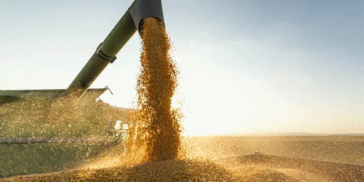 Russia Dominates Africa’s Wheat Market: Trends, Challenges, and Future Opportunities