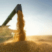 Russia Dominates Africa’s Wheat Market: Trends, Challenges, and Future Opportunities