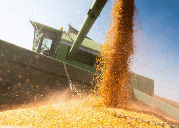 Russia-Egypt Agricultural Trade Expansion: New Opportunities for Corn, Soybean Meal, and Beyond