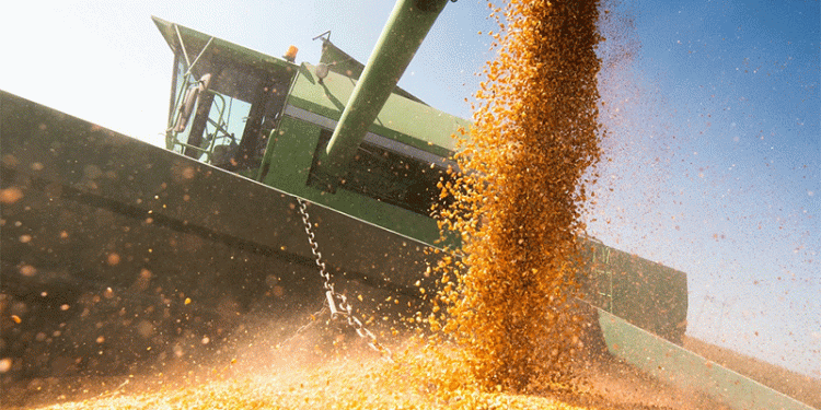 Russia-Egypt Agricultural Trade Expansion: New Opportunities for Corn, Soybean Meal, and Beyond