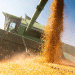 Russia-Egypt Agricultural Trade Expansion: New Opportunities for Corn, Soybean Meal, and Beyond