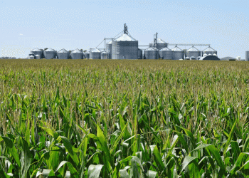 Corn and Soybean Prices Hit 19-Year Lows: What Farmers and Agribusinesses Need to Know