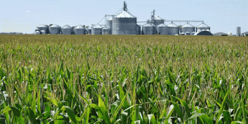 Corn and Soybean Prices Hit 19-Year Lows: What Farmers and Agribusinesses Need to Know